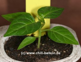Chili Jungpflanze