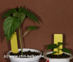 Chili Jungpflanzen