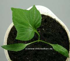 Chilipflanze mit verkümmertem Vegetationspunkt.
