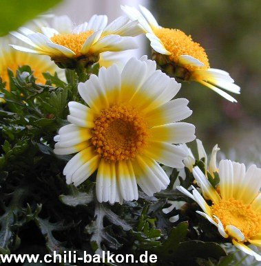 chrysantheme-sunlight.jpg