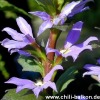 Blaue Fcherblume - Scaerola aemula