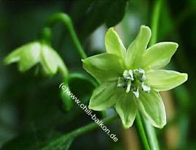 Capsicum frutescens - Ata small mit 7 Bltenblttern