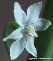 C. chinense Blte mit lila Staubfden