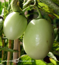 Melonenbirne - unreife Frchte - Solanum muricatum