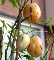 Melonenbirne - reife Frchte - Solanum muricatum