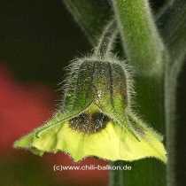 Physalis peruviana - Blte