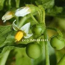 Schwarzer Nachtschatten - Solanum nigrum - Blte