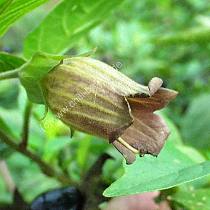 Tollkirsche Blte - Atropa belladonna