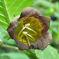 Tollkirsche Blte - Atropa belladonna