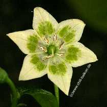 Blüte der Aji #6 - Capsicum baccatum
