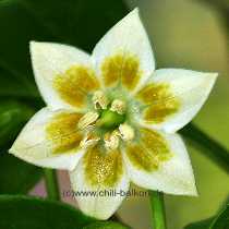 Blüte der Aji #7 - Capsicum baccatum