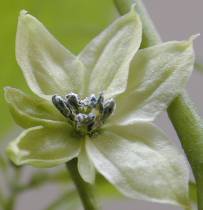 Ata small Blüte - Capsicum frutescens