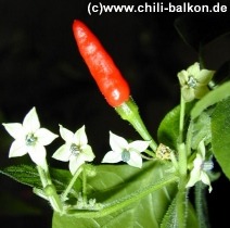Chili Ghana - Pflanze