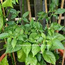 Habanero Manzano - Capsicum chinense - Pflanze