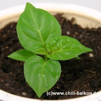 Safi Chilli Jungpflanze