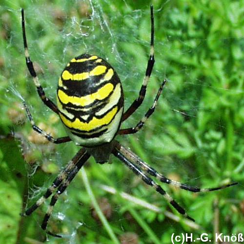 Wespenspinne Argiope Bruennichi