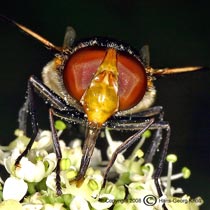 Gemeine Waldschwebfliege - Volucella pellucens