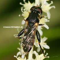 Gemeine Keulenschwebfliege - Syritta pipiens - Weibchen