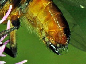 Alophora hemiptera -  Weibchen - Legerhre