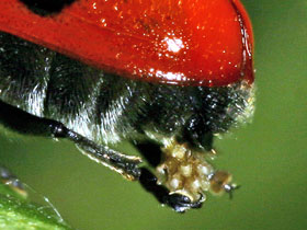 Ameisen-Sackkfer - Clytra quadripunctata