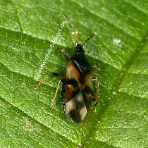 Blumenwanze - Anthocoris nemorum