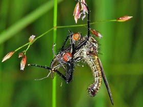 Tanzfliege - Empis tesselata - mit gefangener Fliege