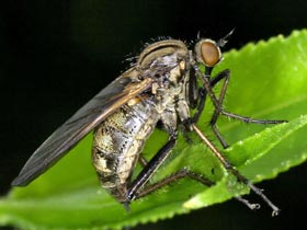 Tanzfliege - Empis tesselata