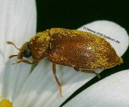 Himbeerkäfer - Bytyrus ochraceus