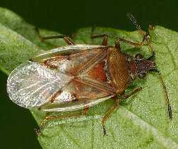 Birkenwanze - Kleidocerys resedae