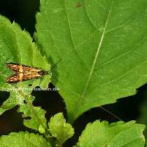 Langhorn Miniermotte - Nemophora degeerella - M�nnchen
