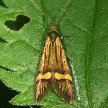 Langhorn Miniermotte - Nemophora degeerella - M�nnchen