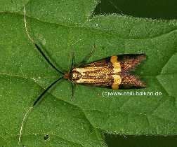 Langhorn Miniermotte - Nemophora degeerella - Weibchen