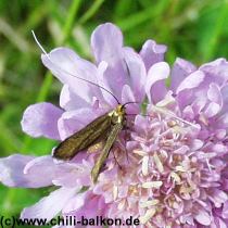 Metallischer Langf�hler - Nemophora metallica