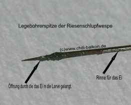 Legebohrerspitze der Roesenschlupfwespe - Dolichomitus imperator