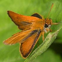 Orangefarbener  Braundickkopf - Thymelicus sylvestris