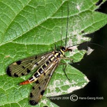 Panorpa germanica - Weibchen