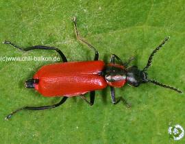 Roter Zipfelkfer - Anthocomus coccineus