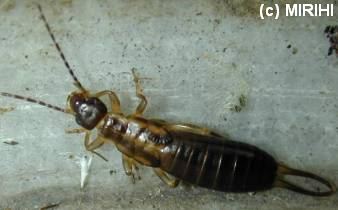 Waldohrwurm - Chelidurella acanthopygia