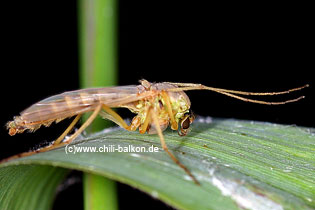 Zuckmcke - Chironomidae sp. - Weibchen