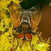 Alophora hemiptera - Raupenfliege