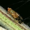 Distelbohrfliege - Urophora cardui