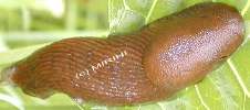 Schwarze Wegschnecke