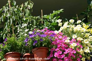 Balkon 28.06.2005