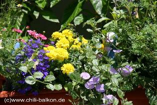 Balkon 28.06.2005