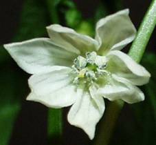 C. annuum mit 7 Bltenblttern