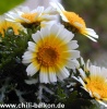 Chrysanteme Sunlight - Chrysanthemum 