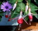 Fuchsie - Fuchsia magellanica