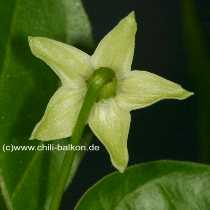 Capsicum frutescens - Blte Rckseite