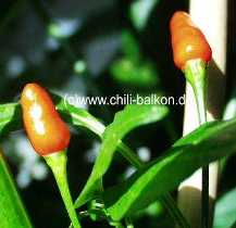 Capsicum frutescens - Siling labuyo