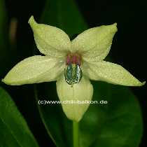 Capsicum frutescens - Tabasco Blte